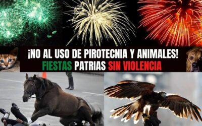 ¡No al uso de pirotecnia, ni animales en el desfile militar! Fiestas patrias sin violencia