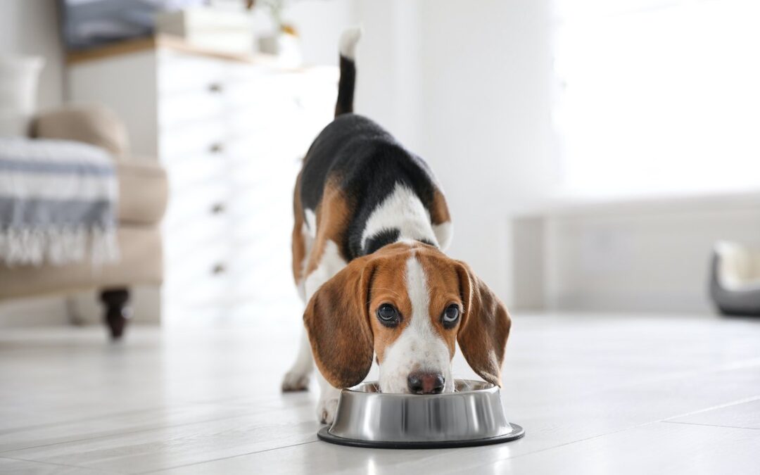 Un estudio encuentra más evidencia de los beneficios para la salud de dar a los perros una dieta vegana completa