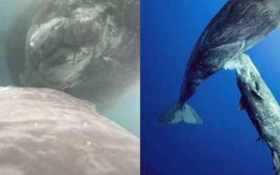 Un grupo de científicas capta las primeras imágenes de una ballena amamantando a su cría