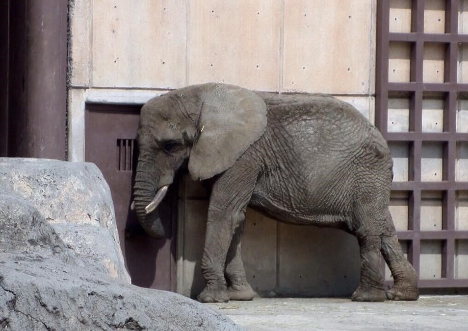 Carta por el Cierre de los Zoológicos