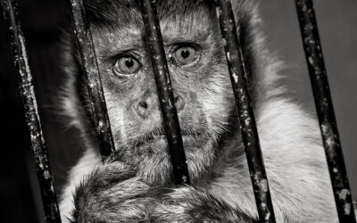 Fotógrafas por la liberación animal: ELIDETH FERNÁNDEZ