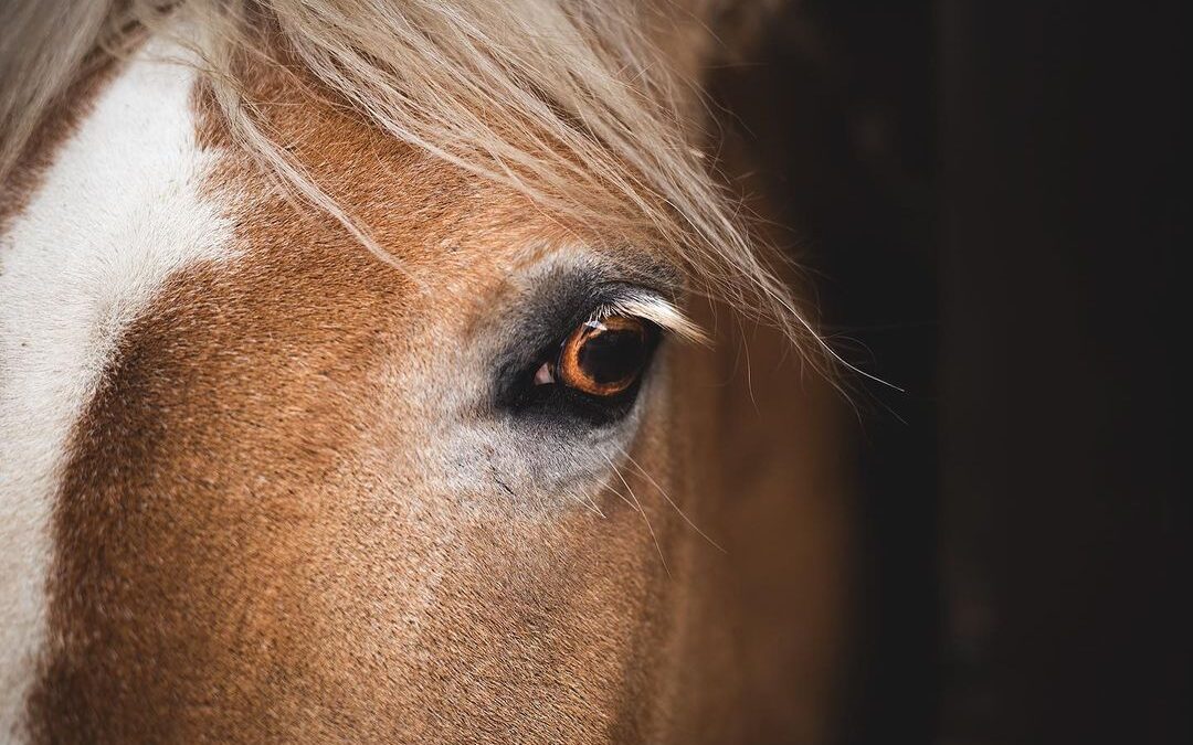 Fotógrafas por la liberación animal: IRENE APARICIO