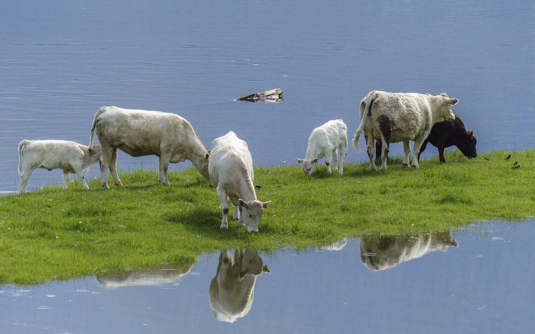 “El lobby ganadero en el ecologismo: por qué se silencia la cuestión más importante”