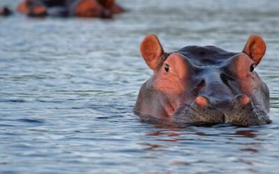 ¡No al asesinato de los hipopótamos!