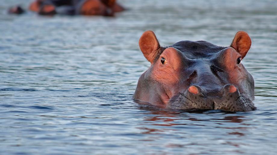 ¡No al asesinato de los hipopótamos!