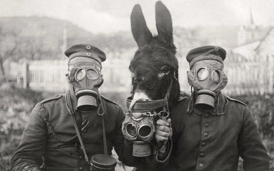 Animales no humanos: víctimas en tiempos de paz y de guerra. Annamaria Manzoni, 26 de junio de 2026