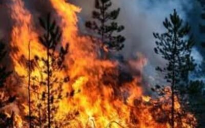 No son los combustibles fósiles: la ganadería es la principal causa de la crisis climática
