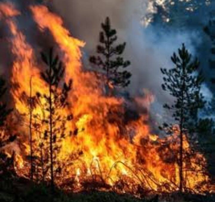 No son los combustibles fósiles: la ganadería es la principal causa de la crisis climática
